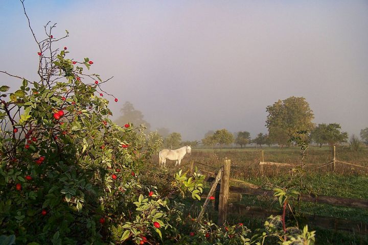 Jin na ranní pastvě...