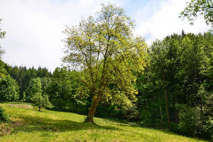 Průhled pozemkem z místa budoucí terasy domu.