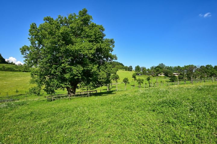 Památný strom