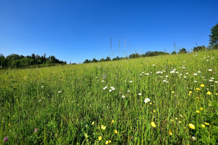 Květná horská louka.